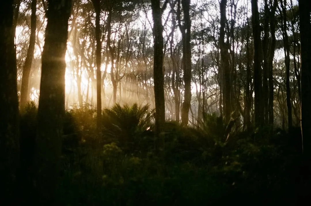 Batemans Bay State Forest - Vertical Perspective